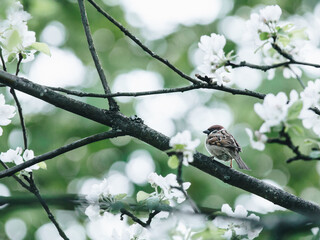 老虎的爪子长还是狮子的爪子长